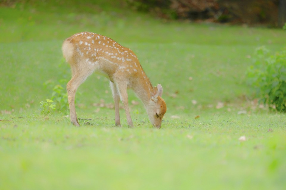 こじか