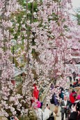 氷室神社２