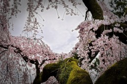 氷室神社３