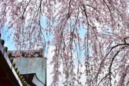 氷室神社１