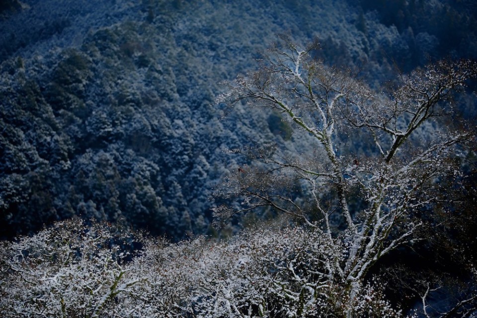 吉野山・冬に満開