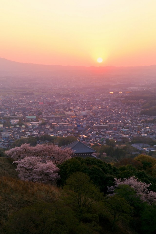 桜と大仏殿