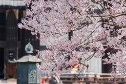 R2_04647東大寺の桜