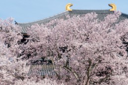 R2_04662東大寺の桜