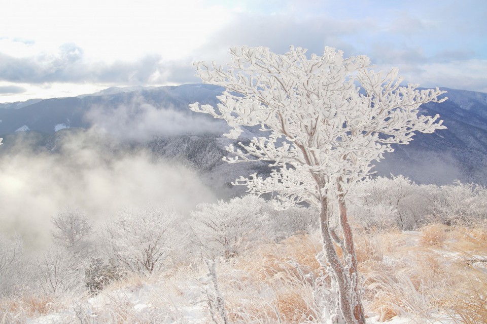 高見山の霧氷