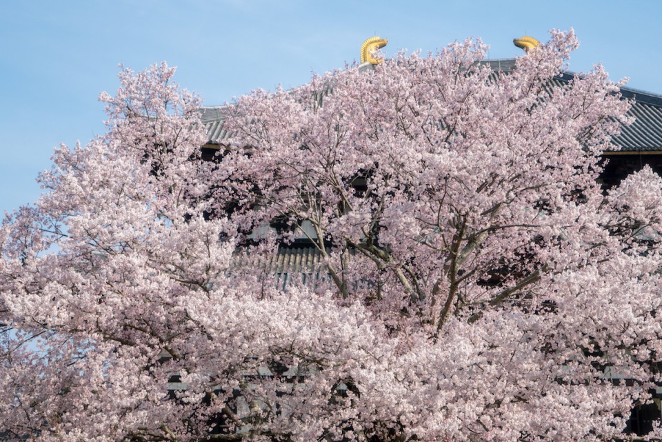 R2_04652東大寺の桜