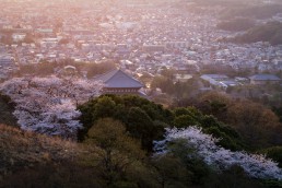 R2_05595D桜と大仏殿