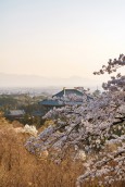 桜・大仏殿