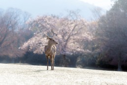 鹿と桜