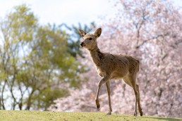 桜と鹿