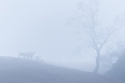 73_02960 若草山・霧・鹿